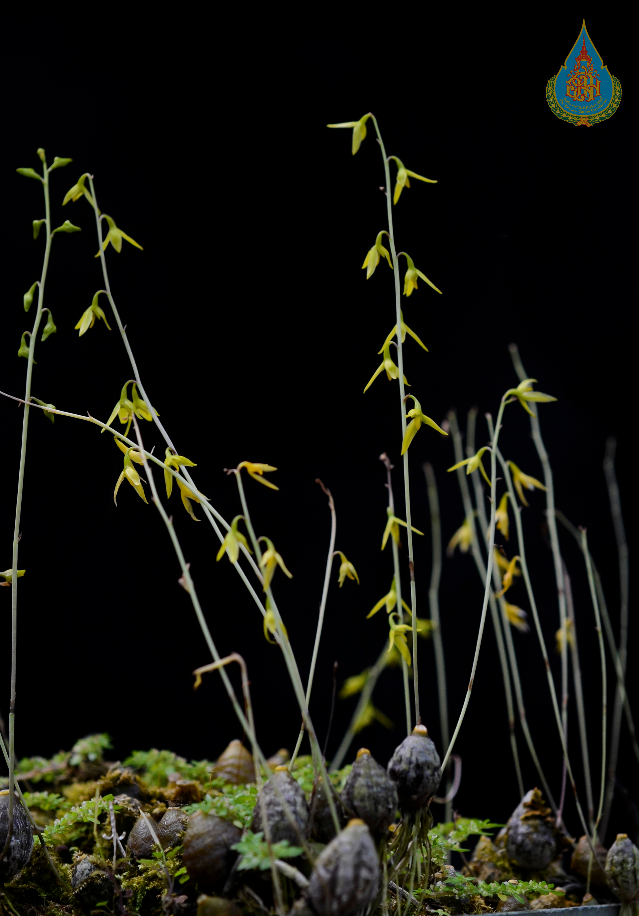 สิงโตหัววงแหวน Bulbophyllum polyrrhizum Lindl.<br/>ORCHIDACEAE